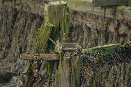 Thumbnail of Kingfisher